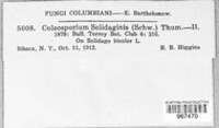 Coleosporium asterum image